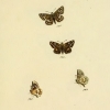 papilio carthami plate